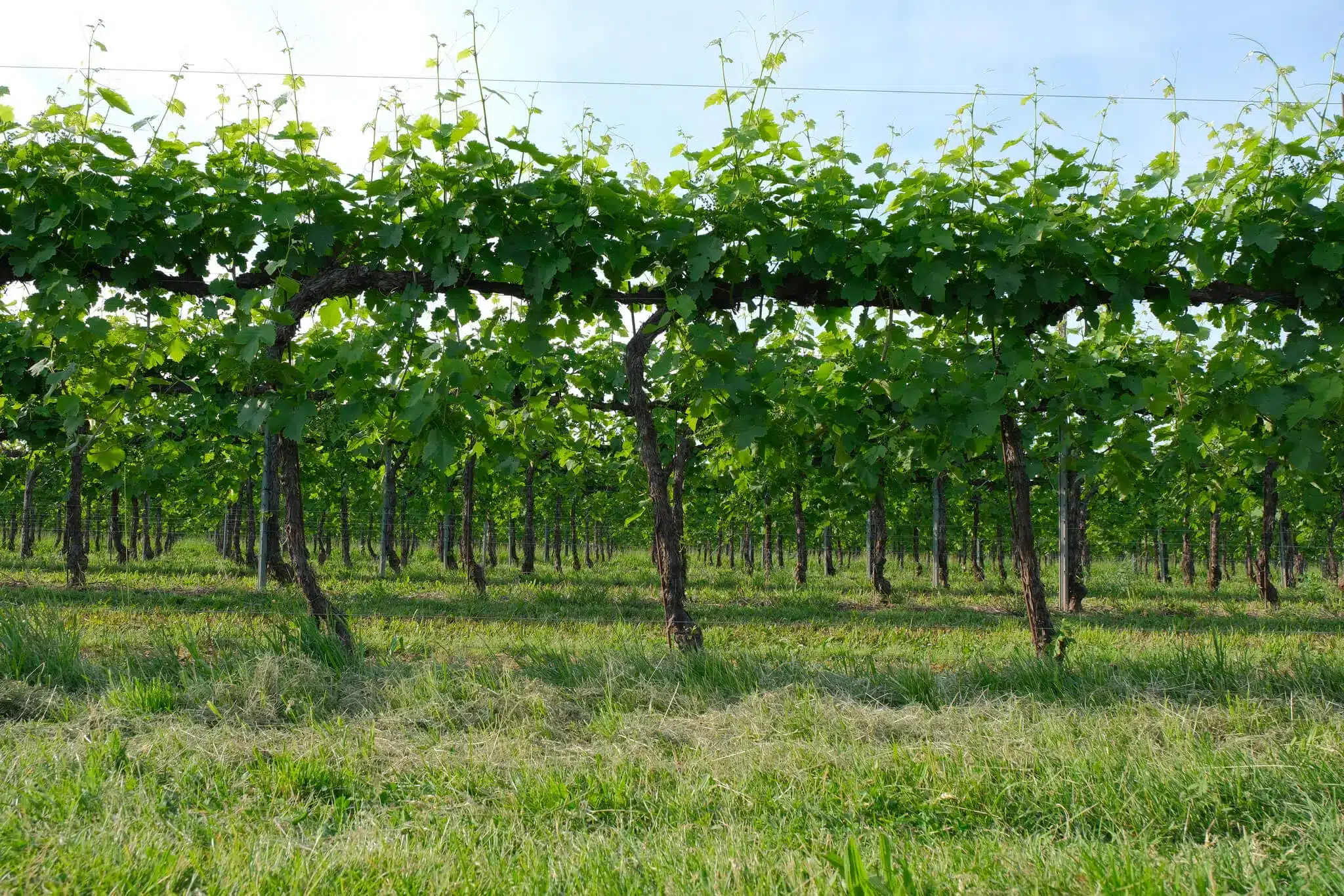 Prosecco Filari
